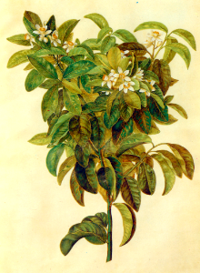 Lemon tree (1649-1659). Free illustration for personal and commercial use.