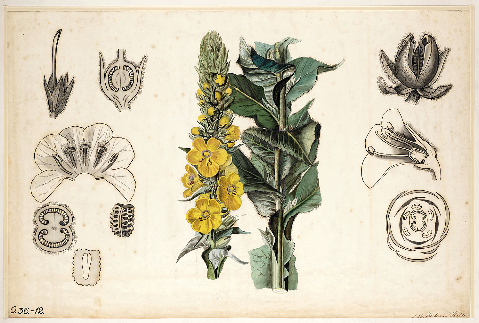 Great mullein