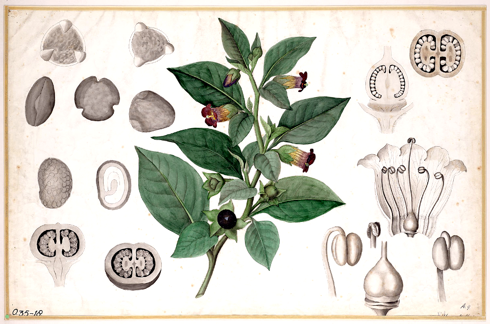 Belladonna or deadly nightshade