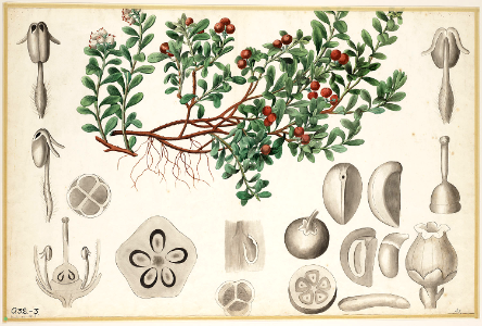 Bearberry, kinnikinnick, or pinemat manzanita. Free illustration for personal and commercial use.