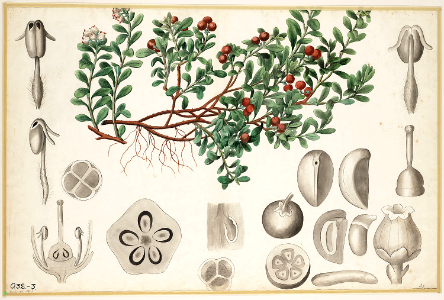 Bearberry, kinnikinnick, or pinemat manzanita
