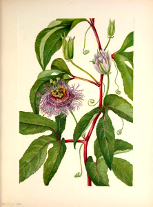 Purple Granadilla, passion fruit (1925). Free illustration for personal and commercial use.