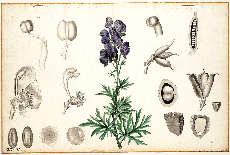 Monk's-hood, aconite, wolfsbane. Free illustration for personal and commercial use.