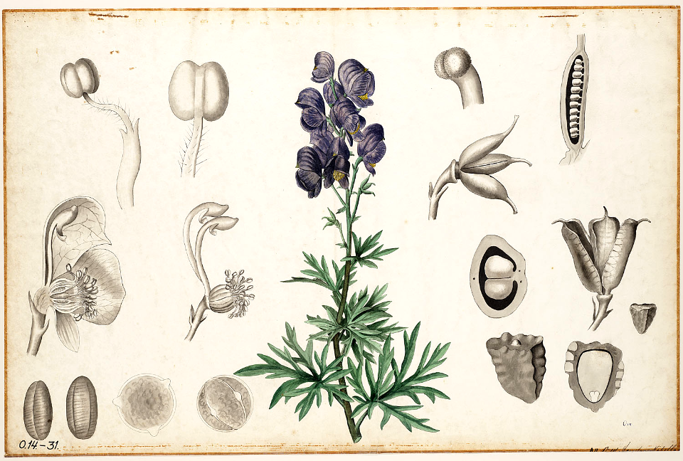 Monk's-hood, aconite, wolfsbane