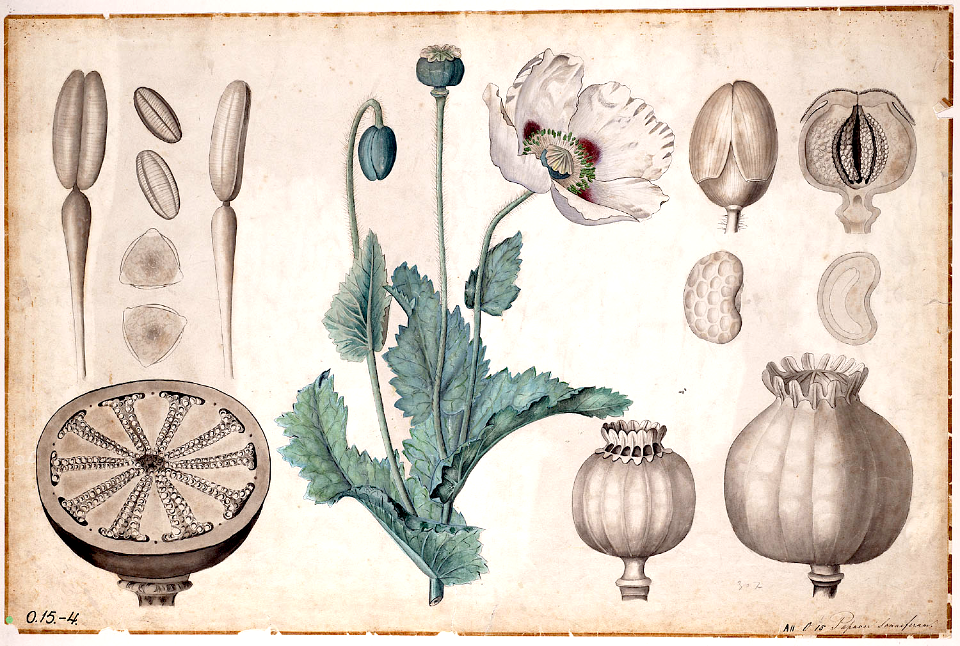 Breadseed poppy