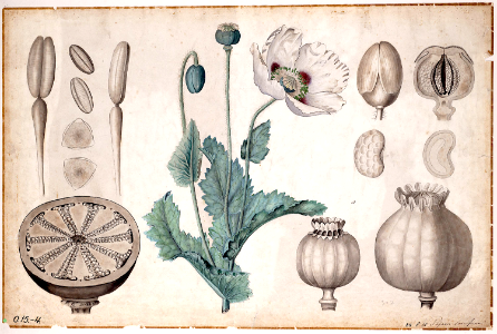 Breadseed poppy
