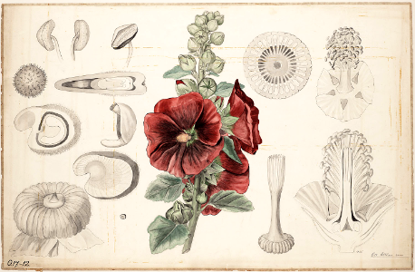 Hollyhock (1881). Free illustration for personal and commercial use.