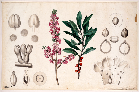February daphne, mezereon, mezereum, spurge laurel, or spurge olive. Free illustration for personal and commercial use.