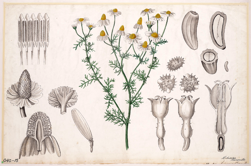 German Chamomile (1881)