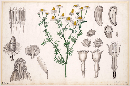German Chamomile (1881). Free illustration for personal and commercial use.