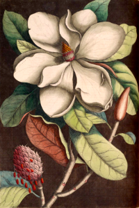 Southern magnolia, bull bay, loblolly magnolia (1771). Free illustration for personal and commercial use.