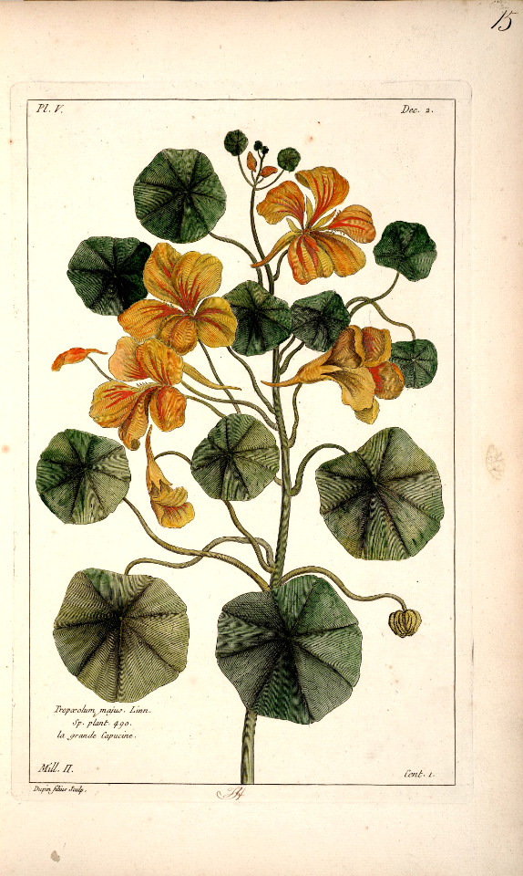 La grande capucine, climbing nasturtium (1775 - 1778)
