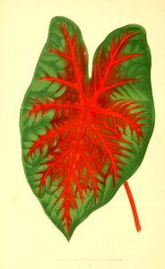 Heart of Jesus (1867)