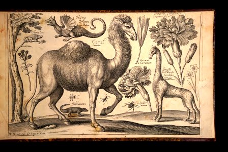 A camel, flying dragon, and giraffe (1663).  Etching by Wenceslas Hollar (1607-1677)
