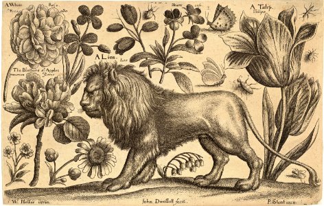 Lion and tulip.