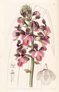 Eulophia rosea as [Lissochilus roseus]. A large African terrestrial orchid. Plants can grow to 2 or more meters tall.