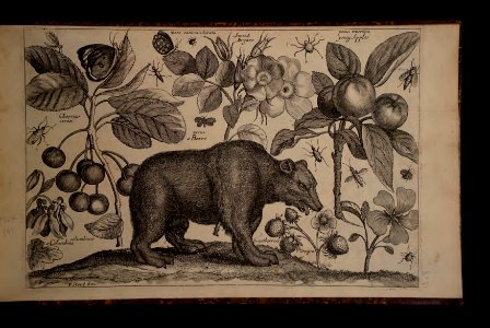 A bear and fruit (1663). Etching by Wenceslas Hollar (1607-1677).. Free illustration for personal and commercial use.