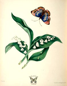 Purple Emperor Butterfly with Lilies of the Valley (1839). Free illustration for personal and commercial use.