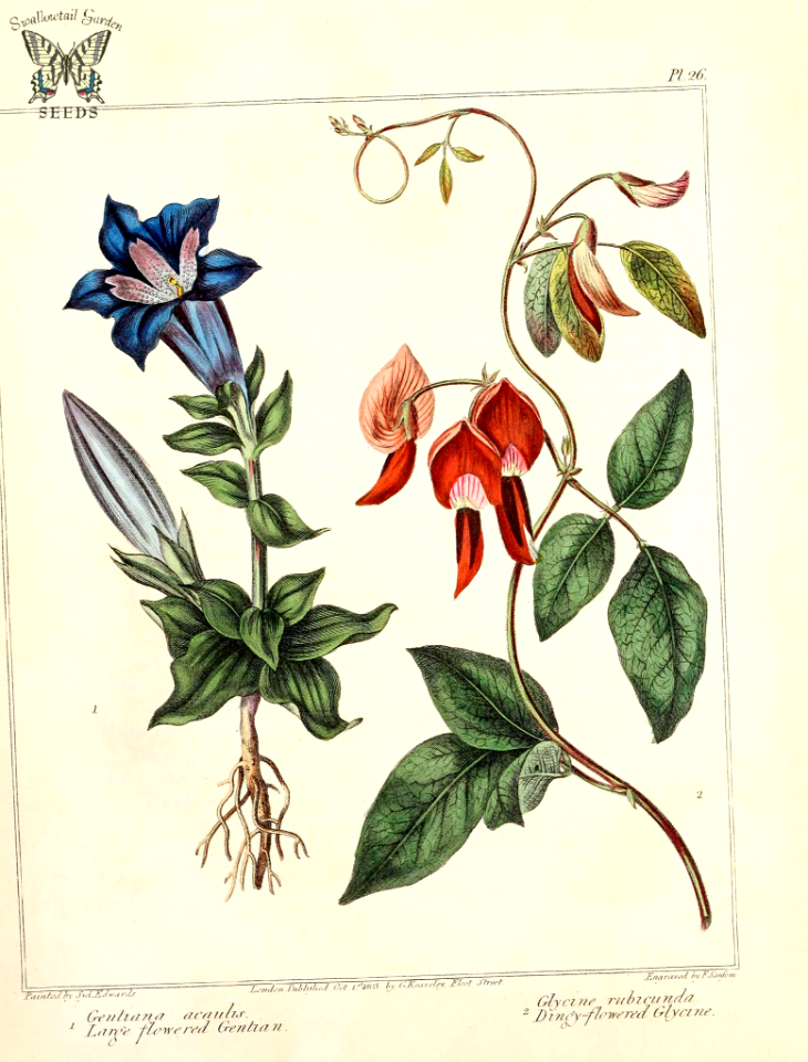 Large Flowered Gentian (Gentiana acaulis) and Dingy-flowered Glycine (Kennedia rubicunda as Glycine rubicunda). The new botanic garden. t. 26, (1805)