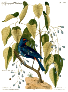 Violet grosbeak (Coccothraustes purpurea) with Poisonwood (Metopium toxiferum). By Mark Catesby, (1722)