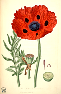 Great Scarlet poppy, Beauty of Livermere Oriental poppy (1821-1826). Free illustration for personal and commercial use.