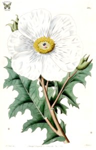 Prickly poppy (Argemone grandiflora). Edwards’s Botanical Register, vol. 15: t. 1264 (1829) [M. Hart]