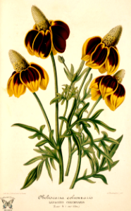 Mexican hat  (1857)