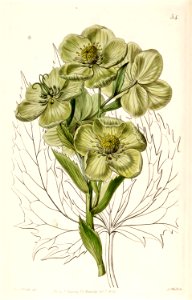 Helleborus lividus. Free illustration for personal and commercial use.