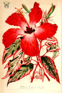 Hibiscus cooperii. L’ Illustration horticole, vol. 11: t. 412 (1864) [P. Stroobant]