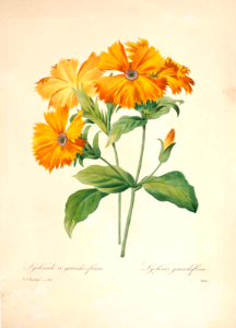Orange Robin {Lychnis coronata, as L. grandiflora] by P.J. Redouté (1833)