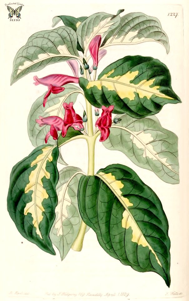 Caricature-plant (Graptophyllum pictum). Edwards’s Botanical Register, vol. 15: t. 1227 (1829) [M. Hart]