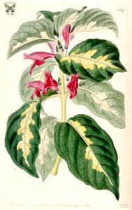 Caricature-plant (Graptophyllum pictum). Edwards’s Botanical Register, vol. 15: t. 1227 (1829) [M. Hart]