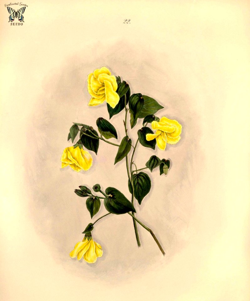 Cienfuegosia sp. (1839)