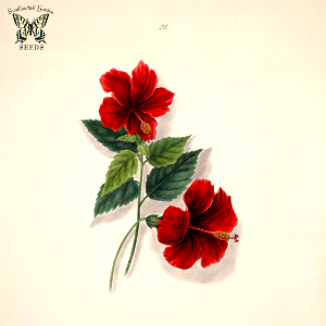 Chinese Hibiscus. Brazilian flowers, drawn from nature in the years 1880-1882 in the neighbourhood of Rio de Janeiro, t. 21, by Norton, E.H., (1893). Free illustration for personal and commercial use.