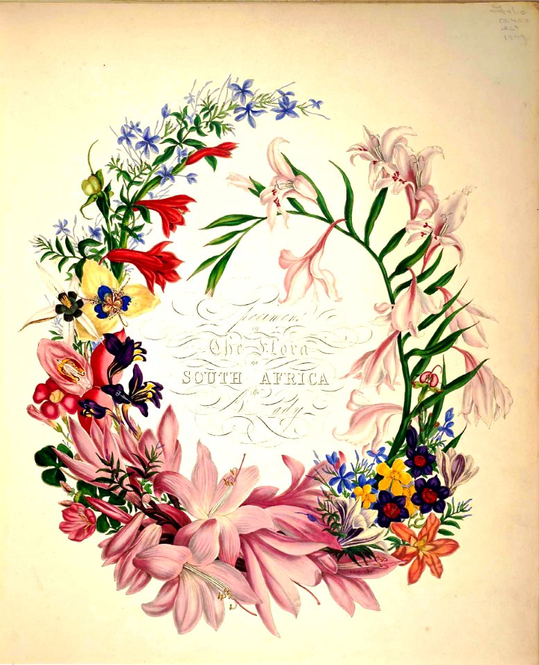 Cape Flowers - The Flora of South Africa (1849)