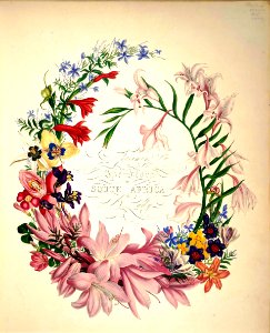 Cape Flowers - The Flora of South Africa (1849). Free illustration for personal and commercial use.