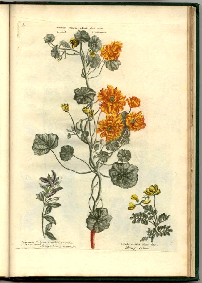 Double nasturtium (c.1730)