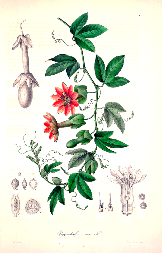 Passiflora rosea (as Poggendorffia rosea). A natural hybrid between P. pinnatistipula and P. mollissima. Karsten, K.W.G.H., Florae Columbiae, vol. 1 (1869).