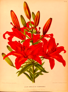 Wood Lily (1881)