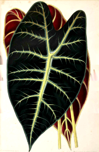 Elephant Ears (1863)