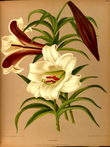 Hong Kong Lily (1881)