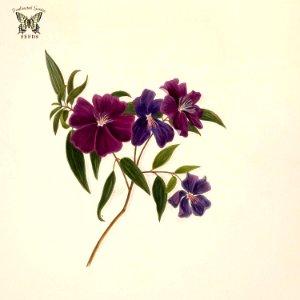 Bristlecup Glory bush. Tibouchina elegans as Pleroma elegans. Norton, E.H., Brazilian flowers, drawn from nature in the years 1880-1882 in the neighbourhood of Rio de Janeiro, t. 39 (1893)