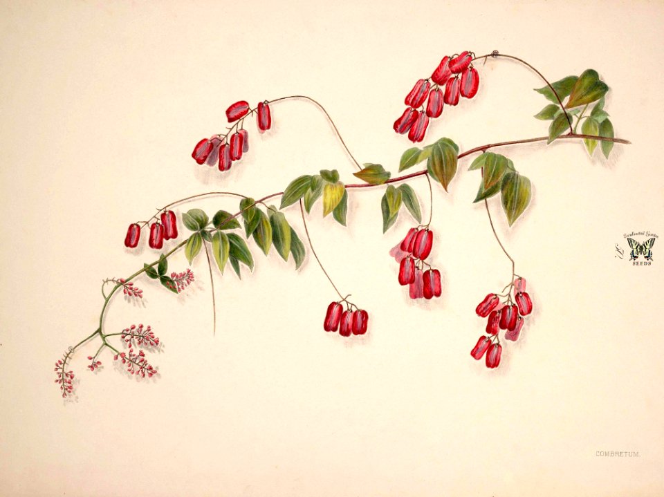 Bushwillow. Norton, E.H., Brazilian flowers, drawn from nature in the years 1880-1882 in the neighbourhood of Rio de Janeiro, t. 50 (1893)