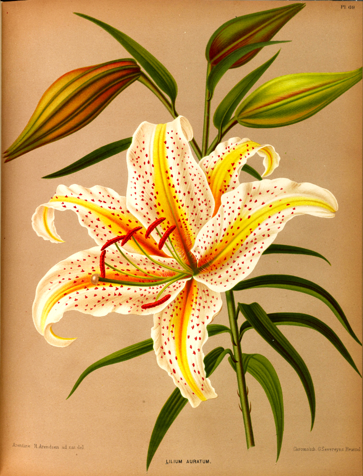 Goldband Lily (1881)