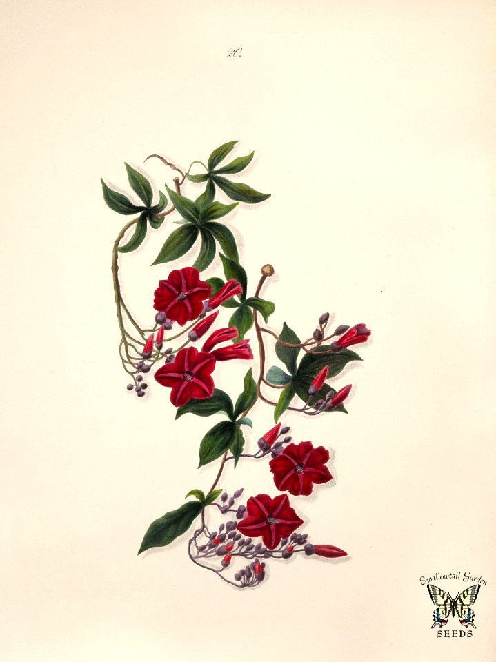 Cardinal creeper, Lady Doorly Morning glory (Ipomoea horsfalliae)  Norton, E.H., Brazilian flowers, drawn from nature in the years 1880-1882 in the neighbourhood of Rio de Janeiro, t. 20 (1893