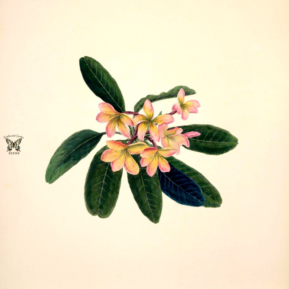 Frangipani, West Indian jasmine (Plumeria rubra)