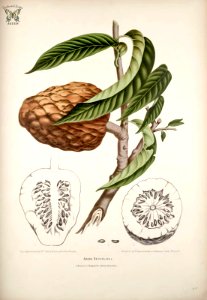 Custard apple, Bullock’s Heart.  Annona reticulata.