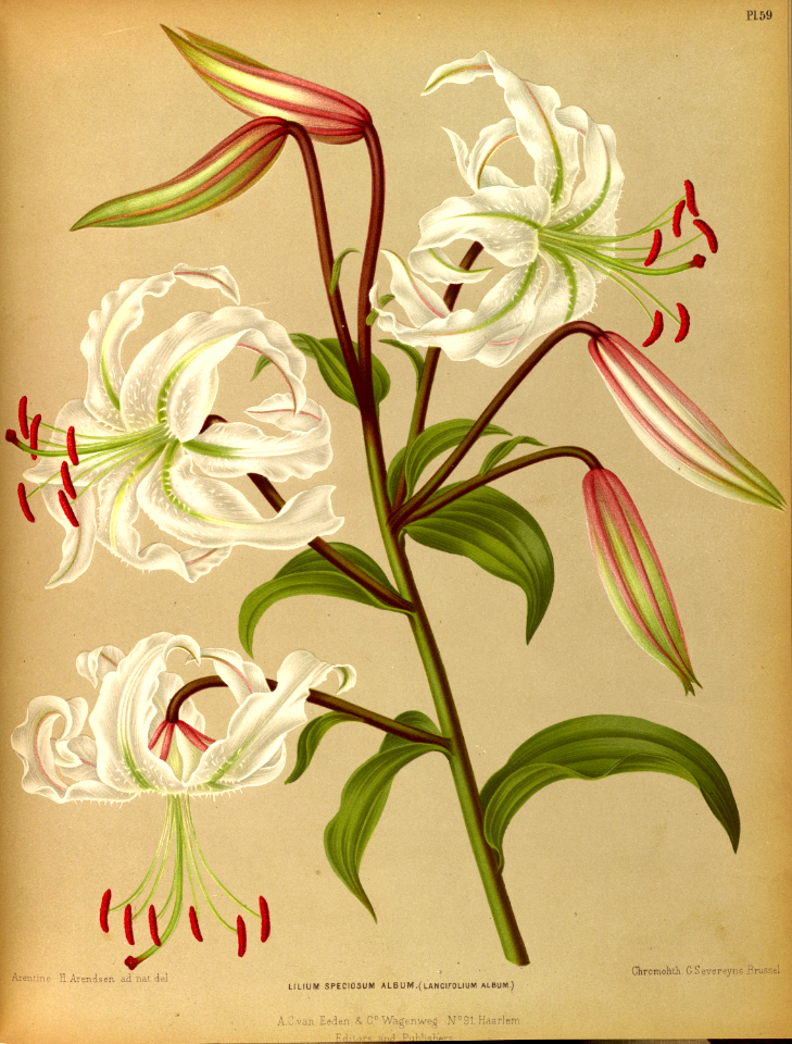 Japanese lily  (1881)