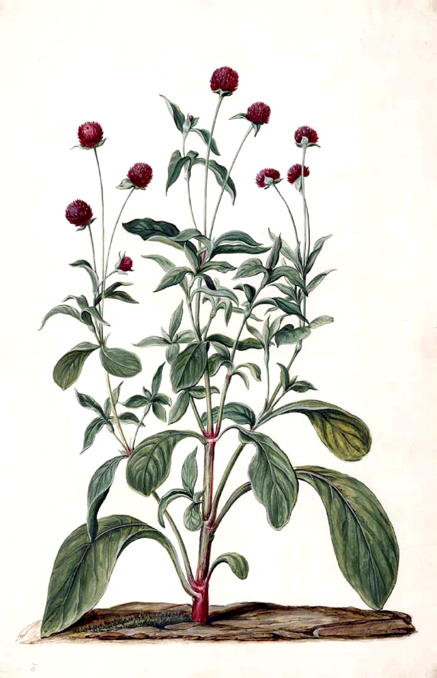 Globe Amaranth. Gomphrena globosa. Moninckx, J., Moninckx atlas, vol. 1: t. 18 (1682)
