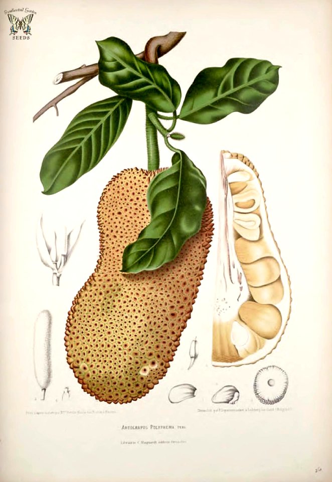 Jack fruit, Chempedak, Nangka. Artocarpus integer [as  Artocarpus polyphemus]  Fleurs, fruits et feuillages choisis de l'ille de Java -peints d'après nature par Berthe Hoola van Nooten (1880)